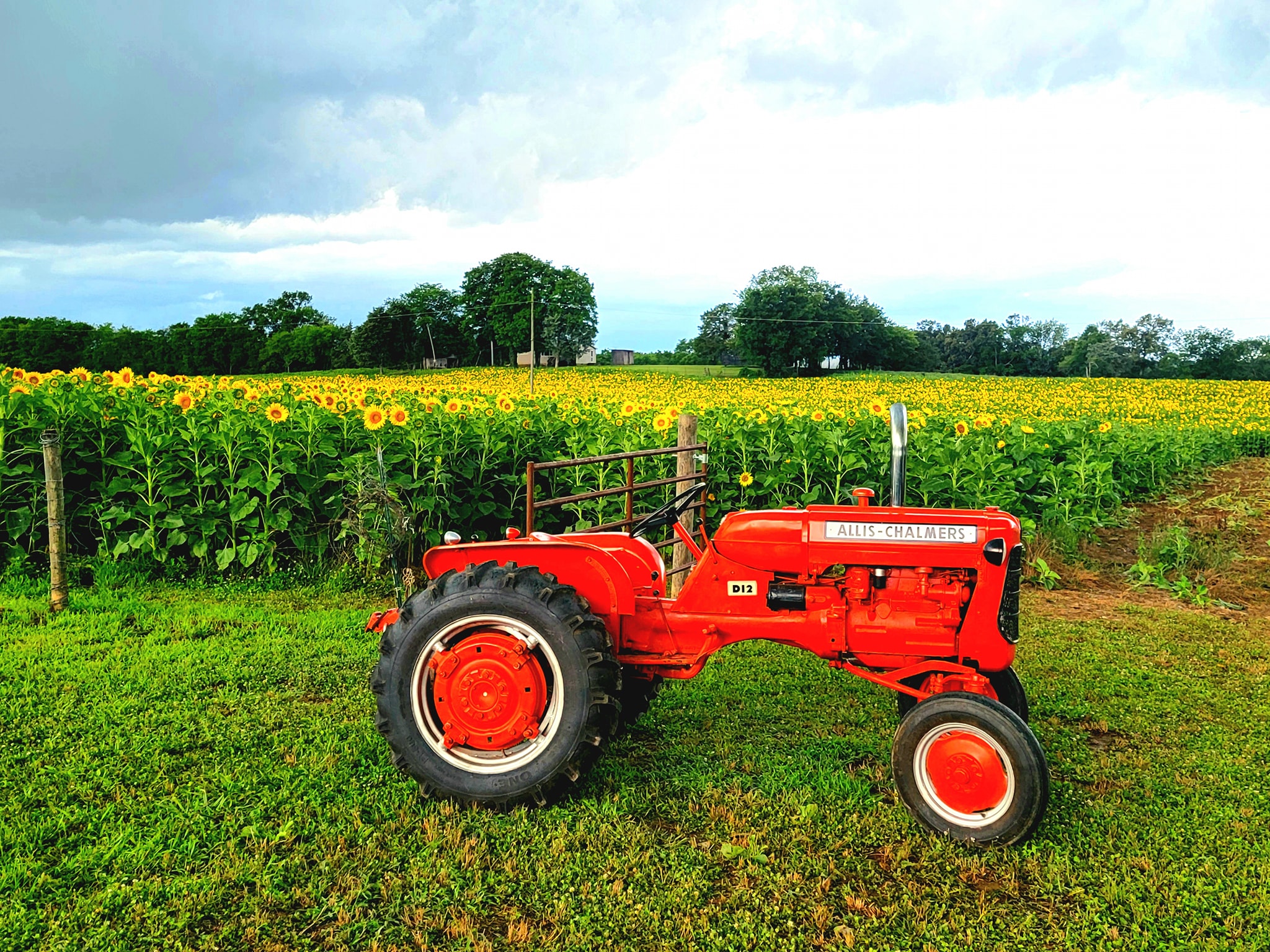 A tractor in front of a sunflower field