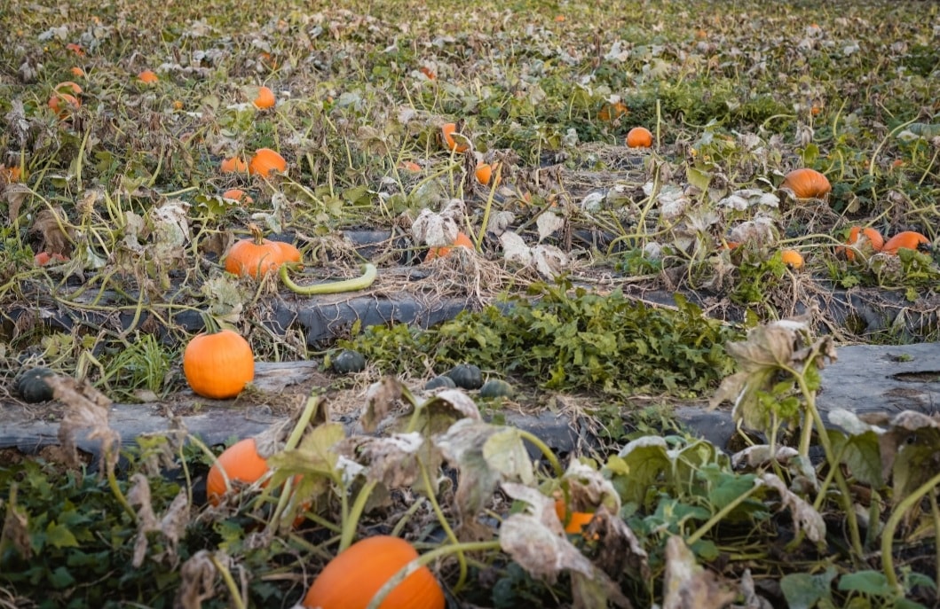 Pumpkins growing in a field